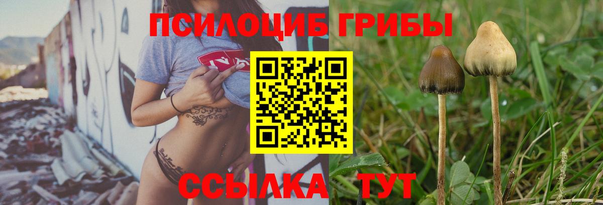 Сосновоборск  Галлюциногенные грибы прущие грибы  Галлюциногенные грибы прущие грибы  Вход с VPN 